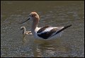 _7SB3289 american avocet with chick